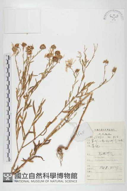 狗娃花藏品圖，第1張