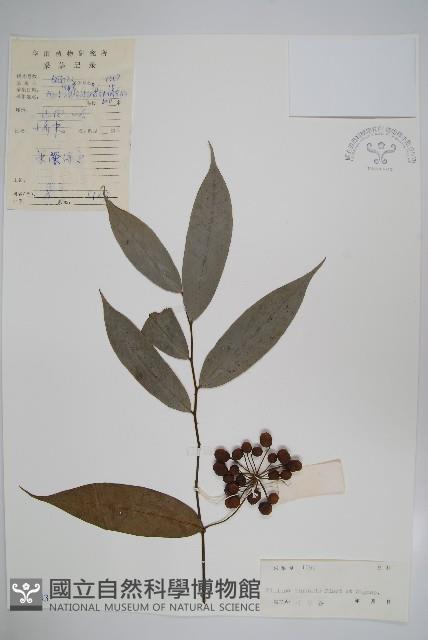 中華野獨活藏品圖，第1張