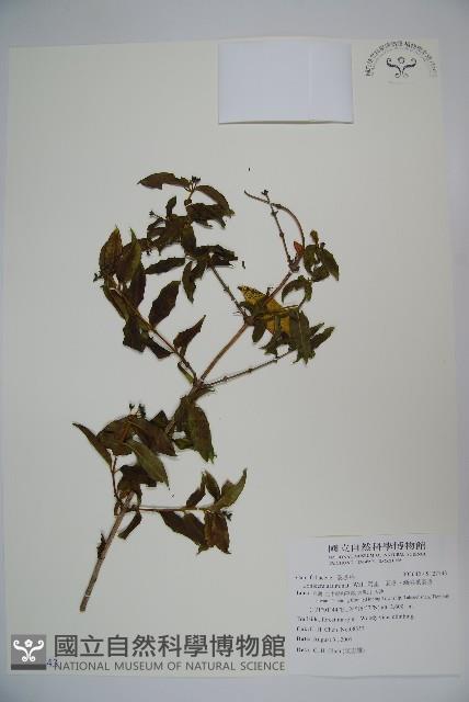 阿里山忍冬、漸尖葉忍冬藏品圖，第1張