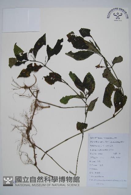 杜根藤藏品圖，第1張