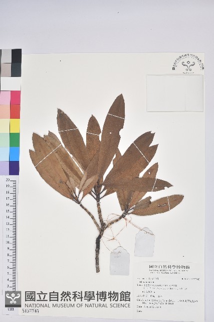 登錄號:S137743藏品圖，第1張