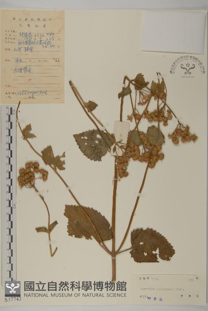 霍香薊藏品圖，第1張