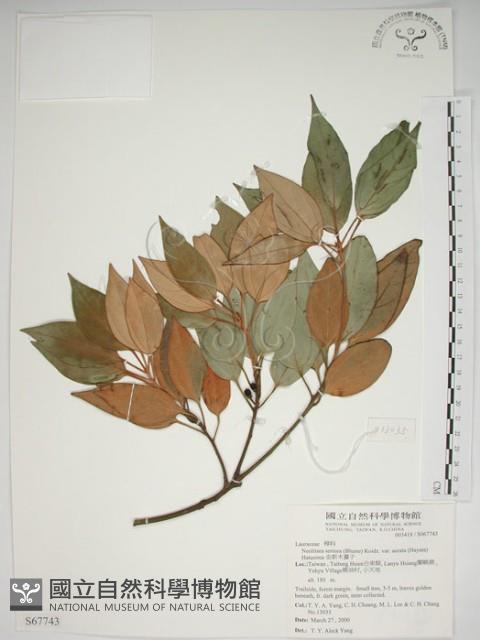 金新木薑子藏品圖，第1張