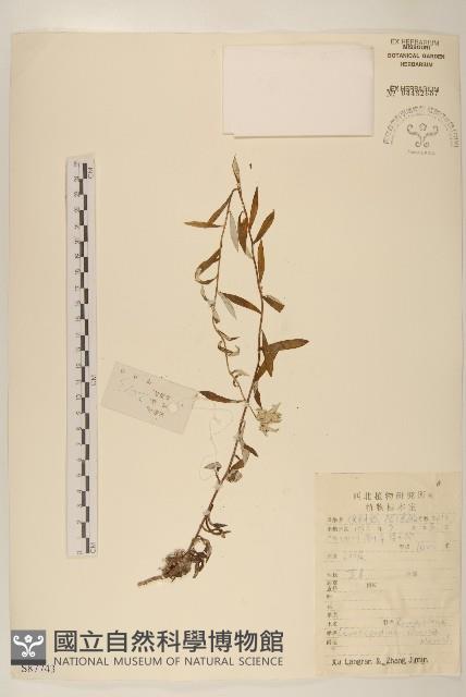 華火絨草藏品圖，第1張