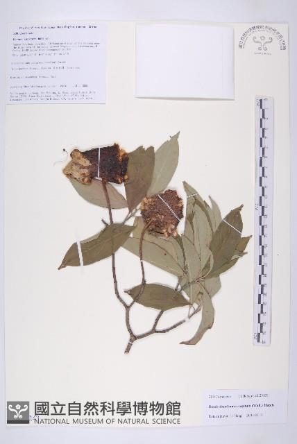 頭狀四照花藏品圖，第1張