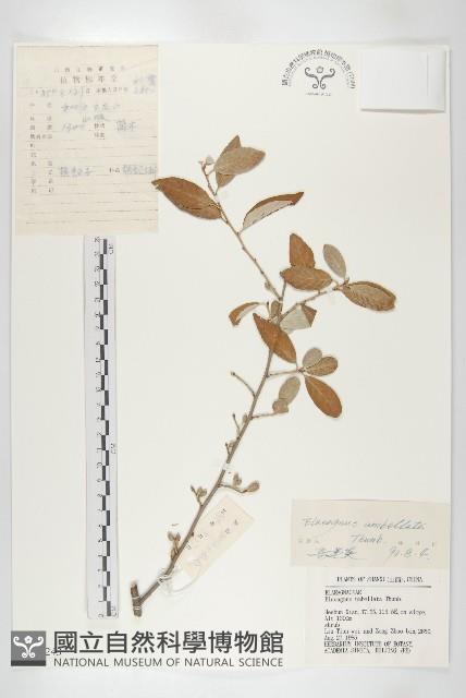 小葉胡頹子藏品圖，第1張