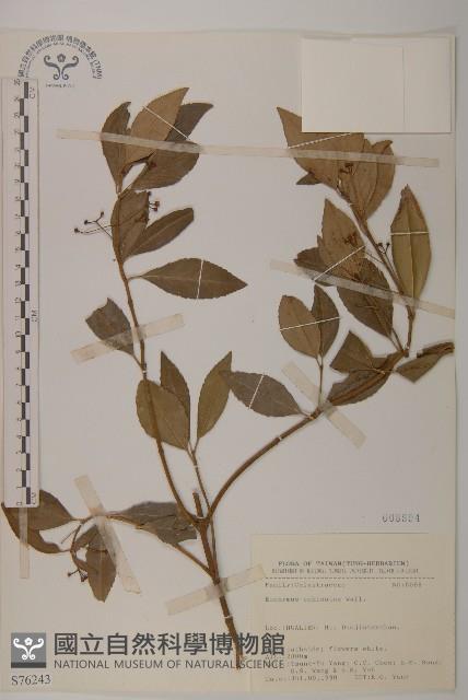 刺果衛矛藏品圖，第1張