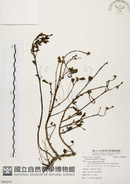 馬齒莧藏品圖，第1張