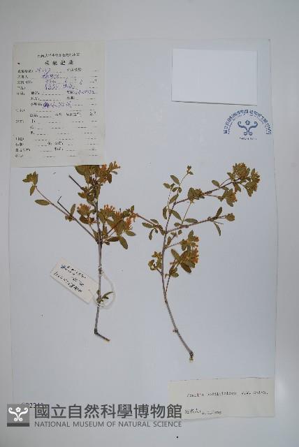 醉魚草狀六道木藏品圖，第1張