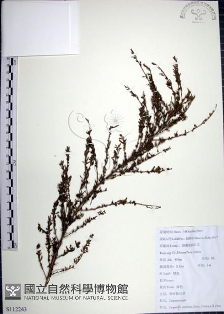 鐵掃帚、千里光藏品圖，第1張