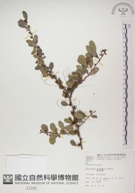 北仲, 刺裸實藏品圖，第1張