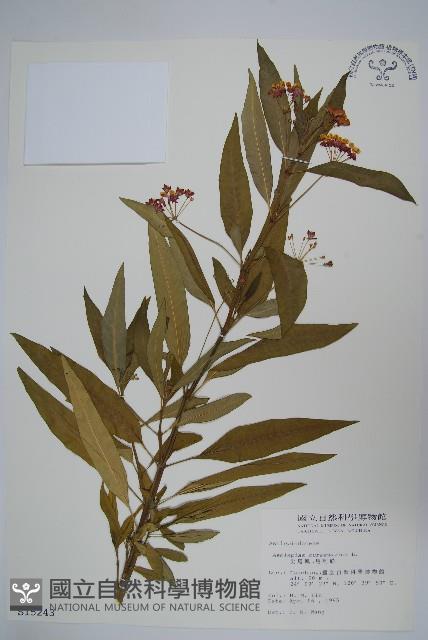 尖尾鳳、馬利筋藏品圖，第1張