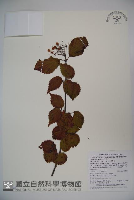 樺葉莢迷、玉山莢迷藏品圖，第1張