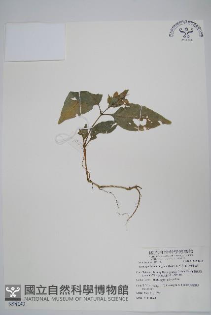 直立半插花藏品圖，第1張