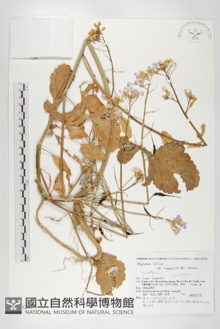 濱萊菔藏品圖，第1張