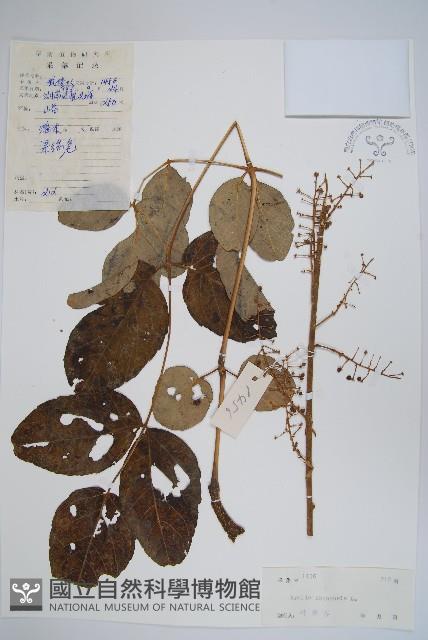 蔥木藏品圖，第1張