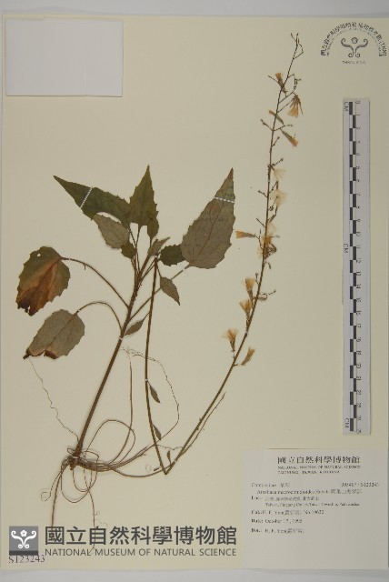 阿里山鬼督郵藏品圖，第1張