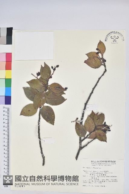 珍珠花、長尾葉越橘藏品圖，第1張