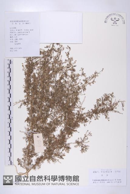 臭濱芥、臭薺藏品圖，第1張