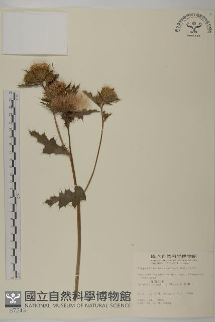 雞觴刺、島薊藏品圖，第1張