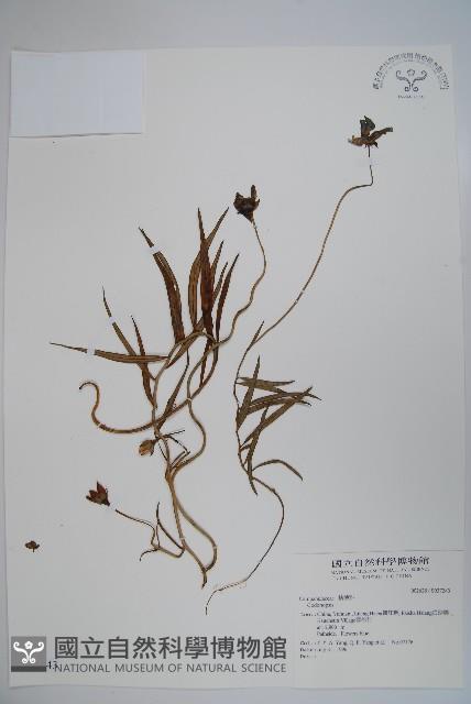 登錄號:S037243藏品圖，第1張