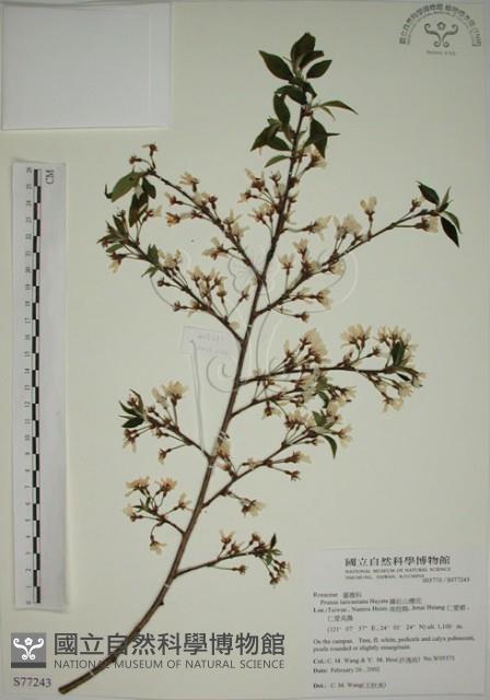 霧社山櫻花藏品圖，第1張