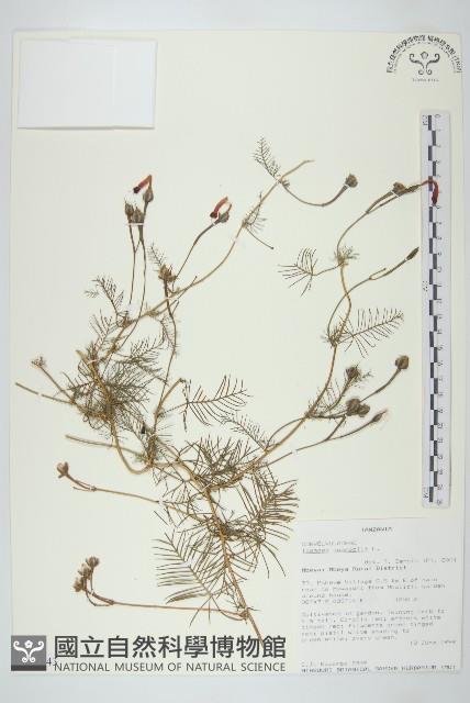 蔦蘿藏品圖，第1張