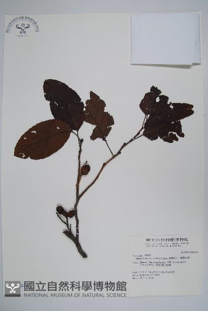 臺灣赤楊、臺灣榿木藏品圖，第1張