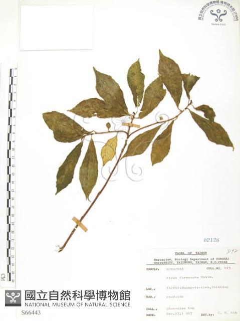 天仙果、臺灣榕藏品圖，第1張