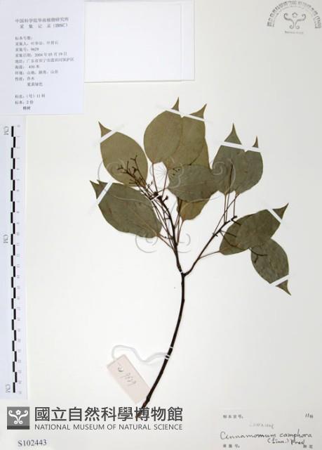 樟樹藏品圖，第1張
