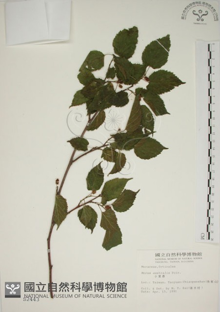 小桑樹藏品圖，第1張