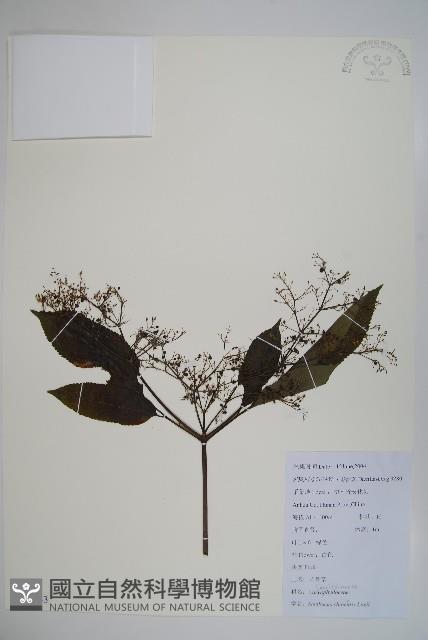 冇骨消藏品圖，第1張