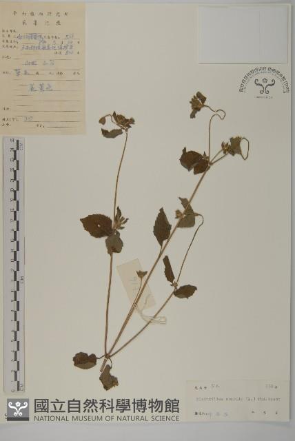 異芒菊藏品圖，第1張