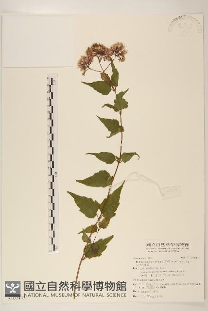 田代氏澤蘭藏品圖，第1張