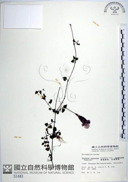 倒地蜈蚣、四角銅鑼藏品圖，第1張