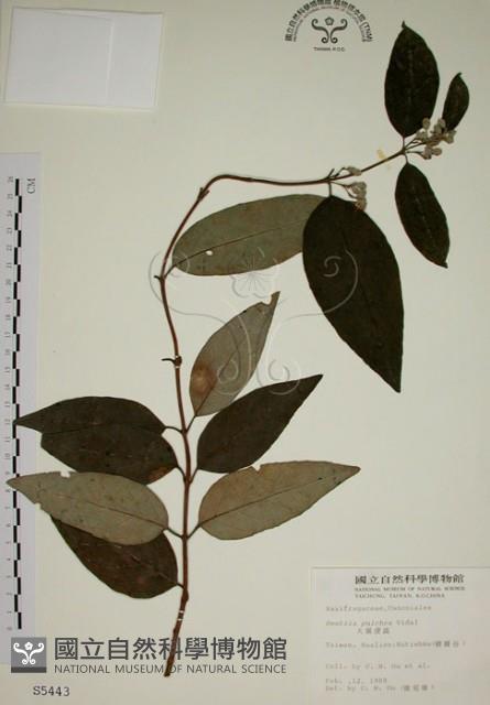 大葉溲疏藏品圖，第1張