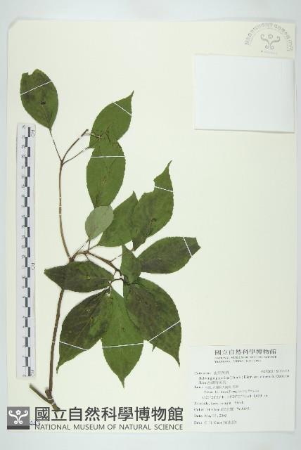 台灣青莢葉藏品圖，第1張