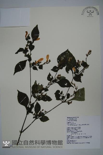 曲莖馬藍藏品圖，第1張