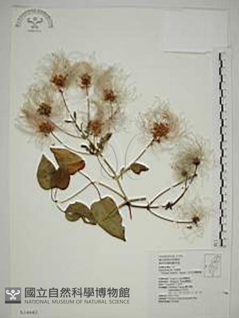 田代氏鐵線蓮藏品圖，第1張