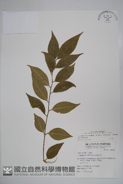 毛瓣蝴蝶木藏品圖，第1張