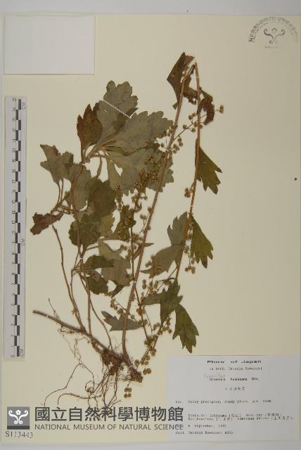 庵蒿藏品圖，第1張