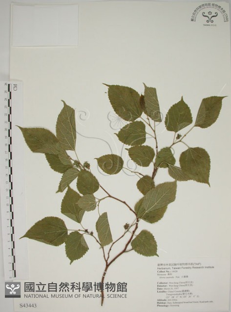 小桑樹藏品圖，第1張