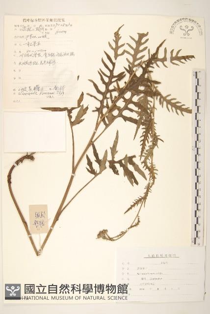 波菜帘子藏品圖，第1張