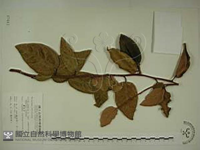 愛玉子藏品圖，第1張