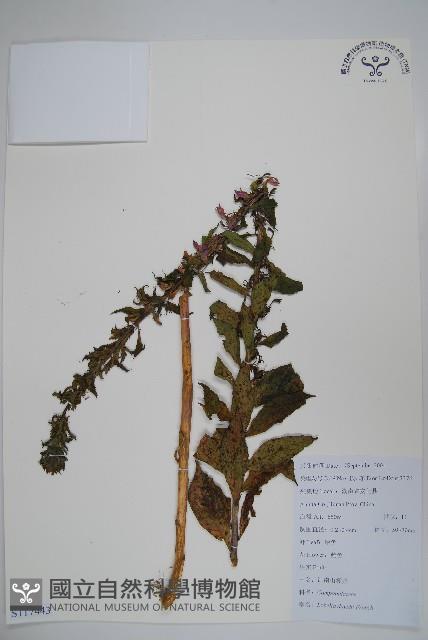 江南山梗菜藏品圖，第1張