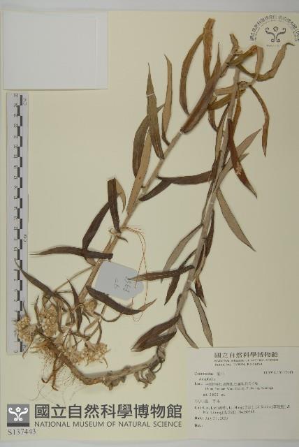 登錄號:S137443藏品圖，第1張