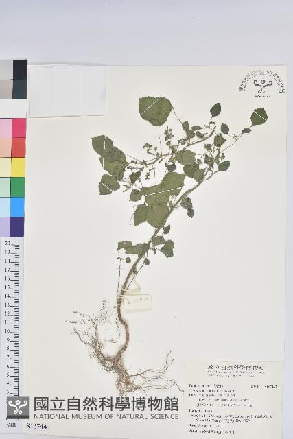 印度鐵莧藏品圖，第1張