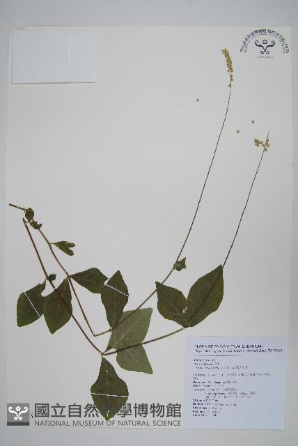 假川牛膝藏品圖，第1張