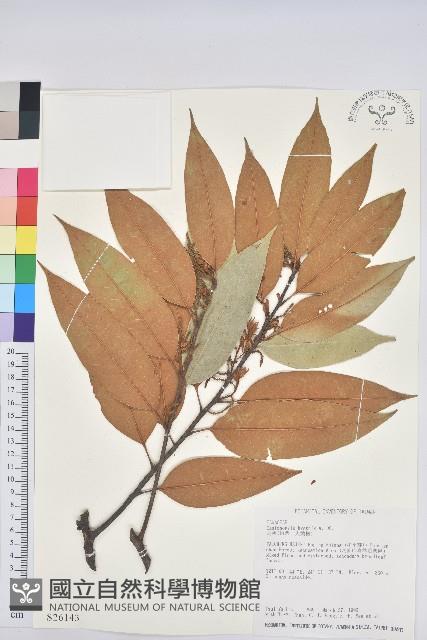 刺栲、鉤栗、火燒柯藏品圖，第1張