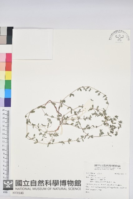 登錄號:S136143藏品圖，第1張